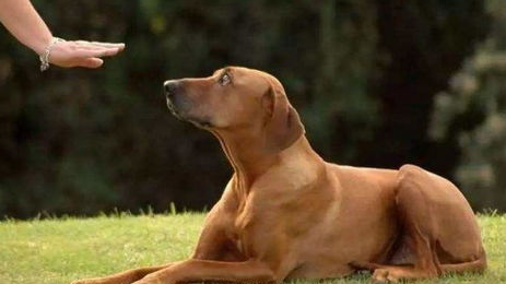 狗狗经常憋尿谨慎憋出膀胱结石 主人要引起注意哦!(图2)