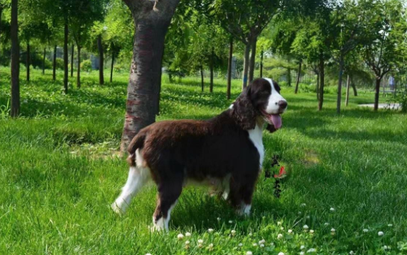 史宾格犬斑点多好吗?好与不好全凭这些(图3)