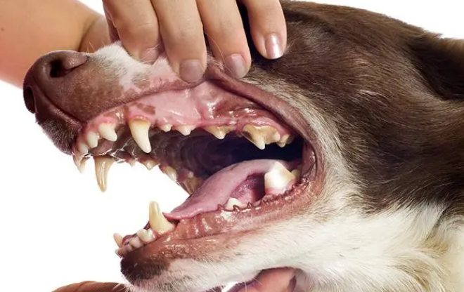 狗狗怎么清除干净牙结石 铲屎官的你真有明白了吗?(图1)