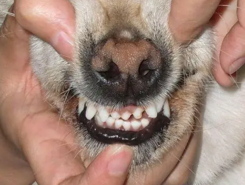 狗狗怎么清除干净牙结石 铲屎官的你真有明白了吗?(图2)