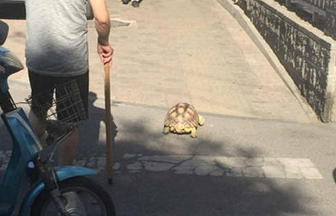 看到过遛狗遛猫的算什么你看到过遛龟?遛鱼?遛蜥蜴?(图1)