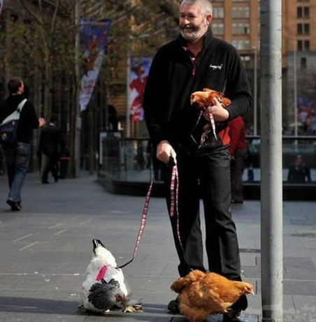 看到过遛狗遛猫的算什么你看到过遛龟?遛鱼?遛蜥蜴?(图3)