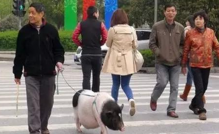 看到过遛狗遛猫的算什么你看到过遛龟?遛鱼?遛蜥蜴?(图2)