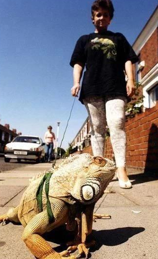 看到过遛狗遛猫的算什么你看到过遛龟?遛鱼?遛蜥蜴?(图5)