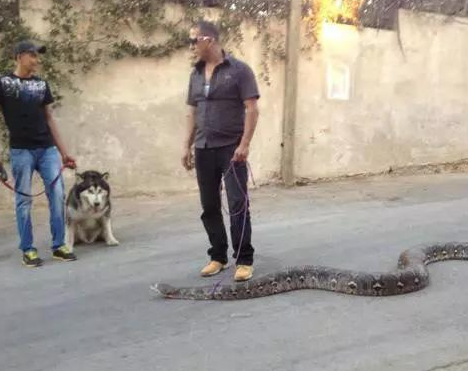 看到过遛狗遛猫的算什么你看到过遛龟?遛鱼?遛蜥蜴?(图6)