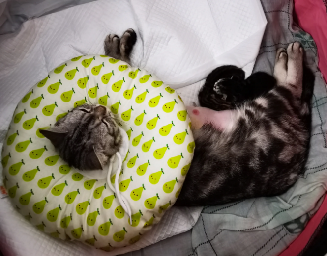 我的猫咪产后大出血了 (图1)