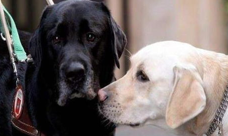 宠物也有老年痴呆!(图1)