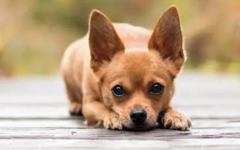 宠物也有老年痴呆!(图2)