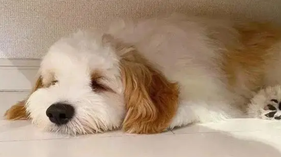 狗狗眼线虫会会传染给人吗?(图1)