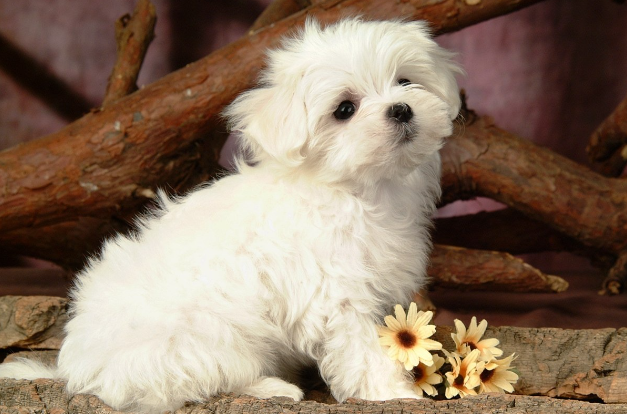 狗狗可以吃香蕉吗?狗狗吃香蕉的好处(图2)