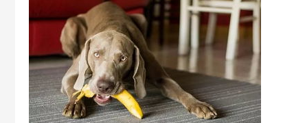 狗狗可以吃香蕉吗?狗狗吃香蕉的好处(图1)