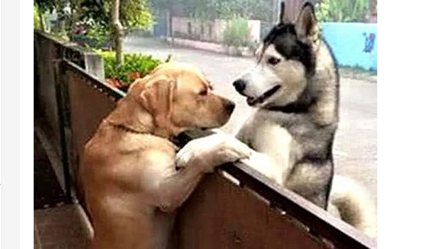 狗狗什么时间发情?狗狗闹猫的时间和态度(图1)