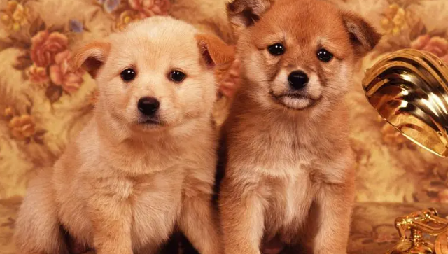 狗狗什么时间发情?狗狗闹猫的时间和态度(图2)