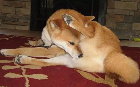 狗为什么不舔屁股?狗舔屁股的3个原因(图1)