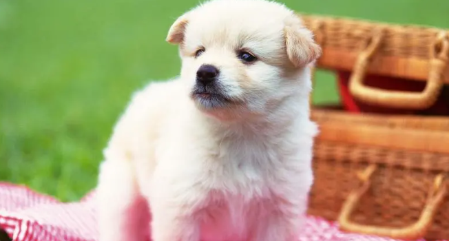 狗为什么不舔屁股?狗舔屁股的3个原因(图2)