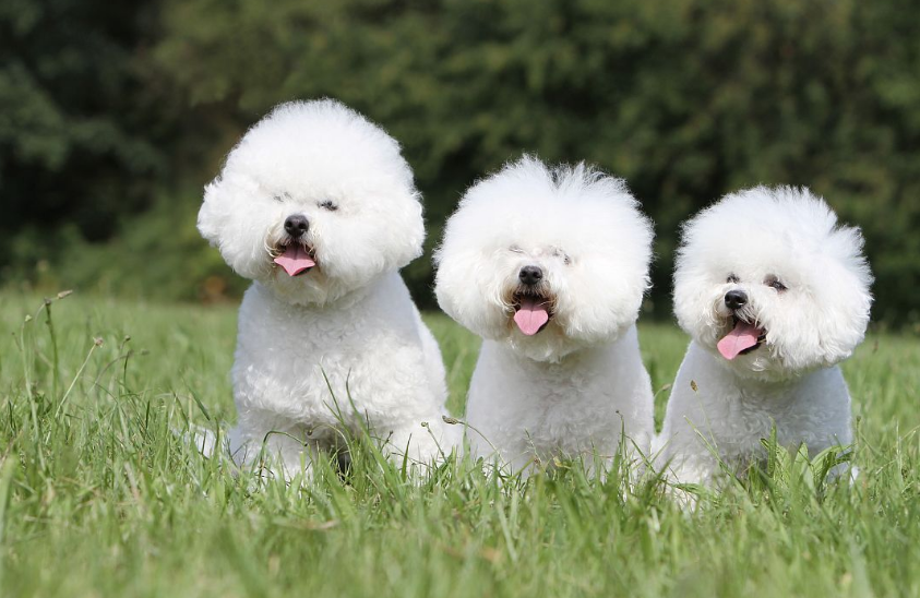 什么呢狗不会掉毛?最不掉毛的五种狗(图1)