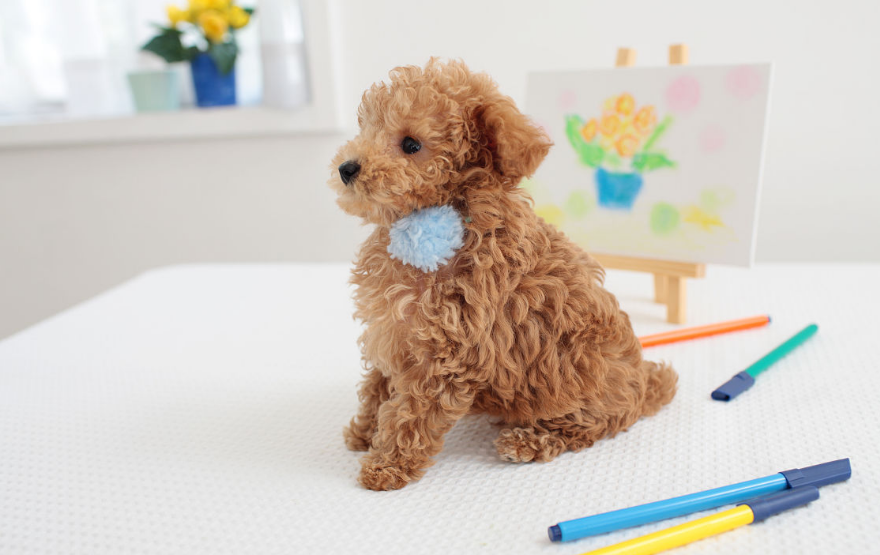 什么呢狗不会掉毛?最不掉毛的五种狗(图2)