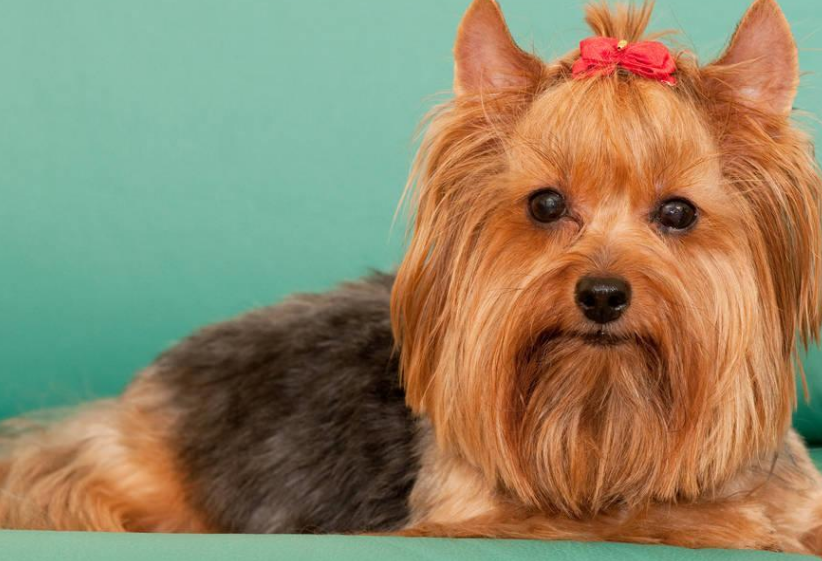 什么呢狗不会掉毛?最不掉毛的五种狗(图3)