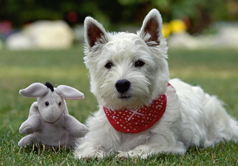 什么呢狗不会掉毛?最不掉毛的五种狗(图4)