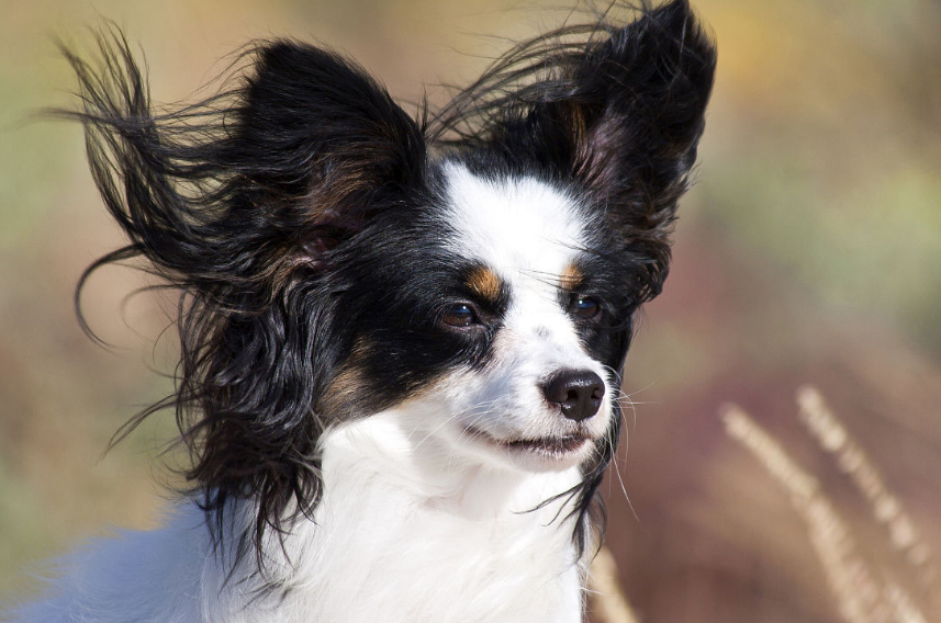 什么呢狗不会掉毛?最不掉毛的五种狗(图5)