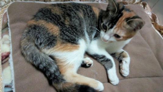 三色公猫很值钱吗(图1)