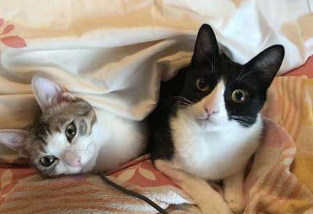 日本新推电视造型的猫屋 见过像贞子的猫咪么(图2)