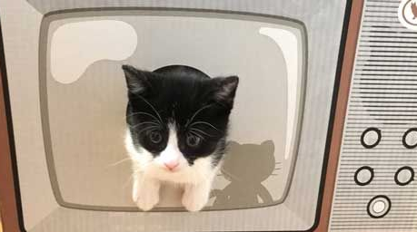 日本新推电视造型的猫屋 见过像贞子的猫咪么(图1)