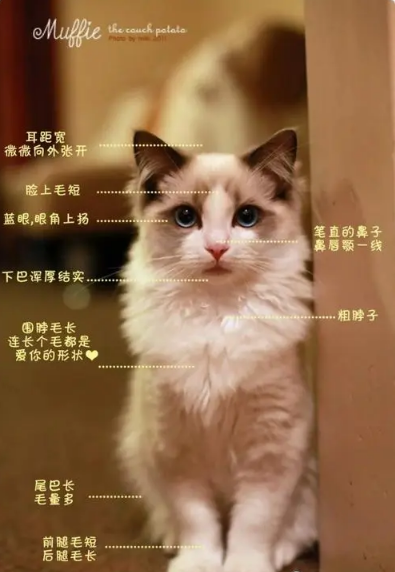 布偶猫Muffie小王子~~慎入哦 它有一双让人沦陷的眼睛！(图1)