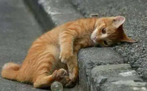 大学女生留字条将病猫“遗弃” 老板无奈(图1)