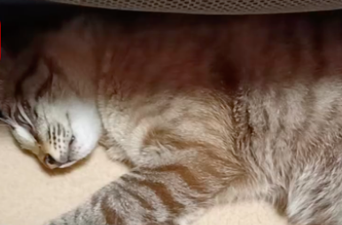 近百只猫咪疑似因食用某品牌猫粮后死亡丨涉事公司：原因仍未找到 不会逃避责任(图1)