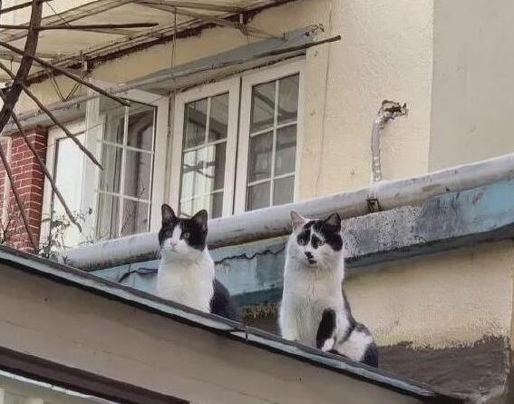 漂亮的猫大同小异 “特色”的猫万里挑一 丑猫也有人爱！(图3)