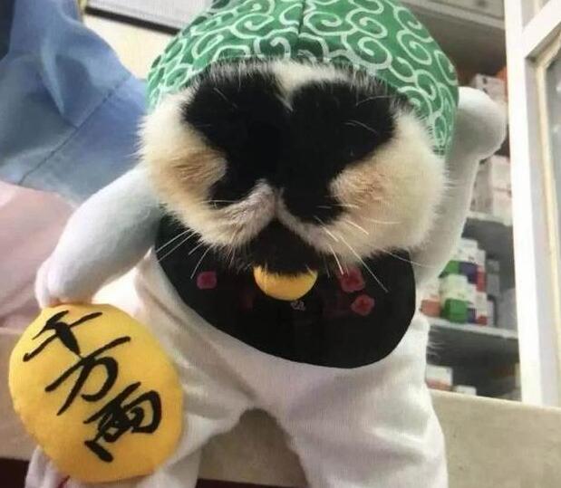 漂亮的猫大同小异 “特色”的猫万里挑一 丑猫也有人爱！(图2)