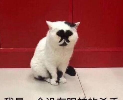 漂亮的猫大同小异 “特色”的猫万里挑一 丑猫也有人爱！(图1)