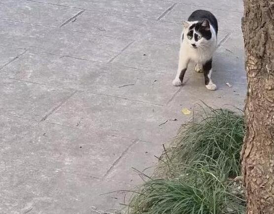 漂亮的猫大同小异 “特色”的猫万里挑一 丑猫也有人爱！(图4)