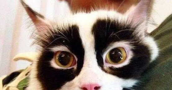 漂亮的猫大同小异 “特色”的猫万里挑一 丑猫也有人爱！(图6)