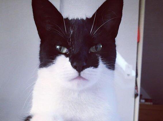 漂亮的猫大同小异 “特色”的猫万里挑一 丑猫也有人爱！(图7)