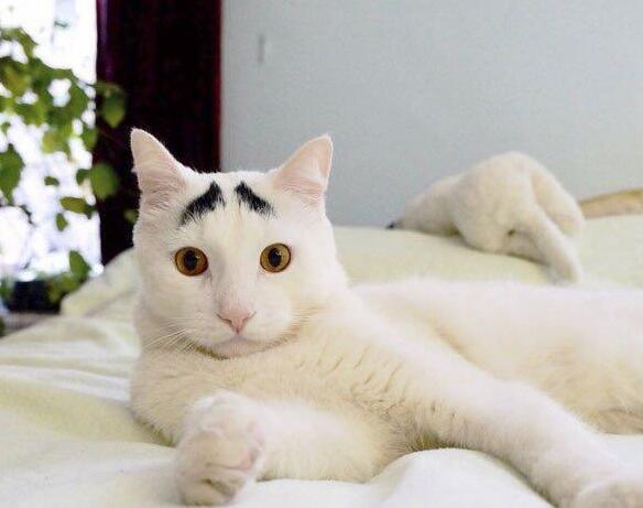 漂亮的猫大同小异 “特色”的猫万里挑一 丑猫也有人爱！(图8)