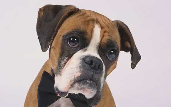 如何有效制止狗狗的胡乱吠叫？有哪些办法？(图1)