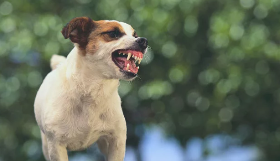 如何有效制止狗狗的胡乱吠叫？有哪些办法？(图2)