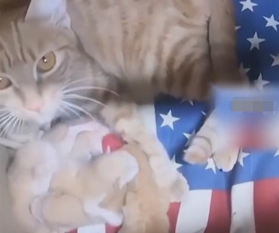 母猫被封公司独自产崽 20多天无人喂食啃方便面求生(图1)