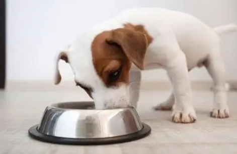小狗抢食怎么办？(图2)