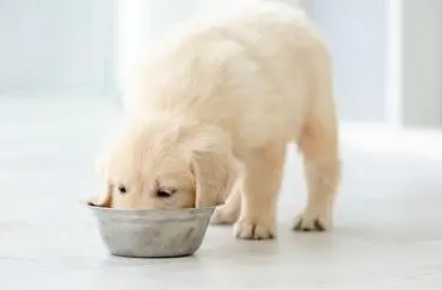 小狗抢食怎么办？(图1)