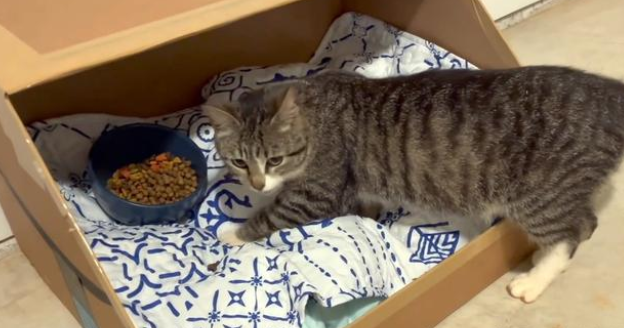 消失一个月的流浪猫再次出现 哀求人类跟它走 原来它是为了小猫(图2)