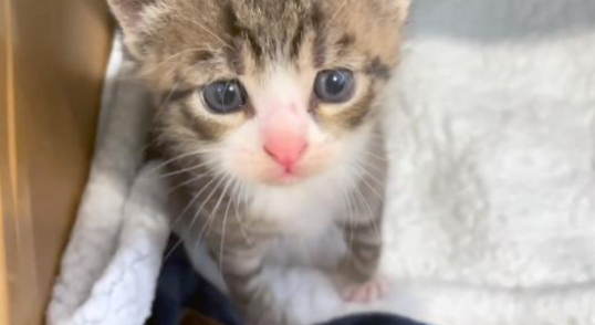 消失一个月的流浪猫再次出现 哀求人类跟它走 原来它是为了小猫(图1)