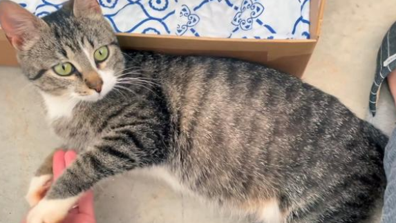 消失一个月的流浪猫再次出现 哀求人类跟它走 原来它是为了小猫(图3)