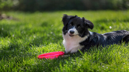 边牧讨好主人的表现(图1)