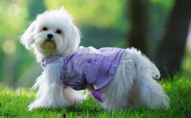 狗碰瓷怎么办？(图1)