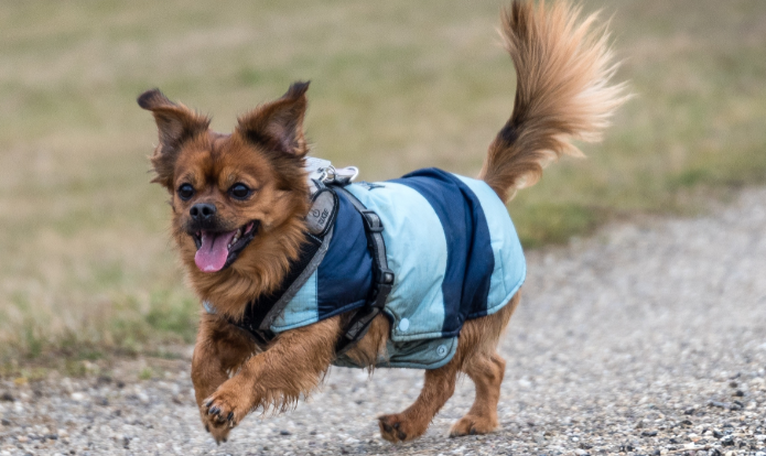 狗碰瓷怎么办？(图2)