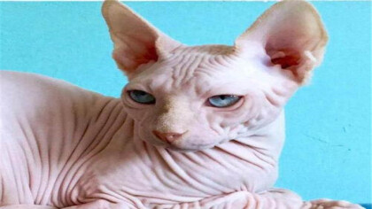 斯芬克猫怎样少出油(图1)