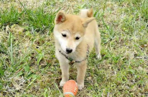 怕狗怎么办？(图1)